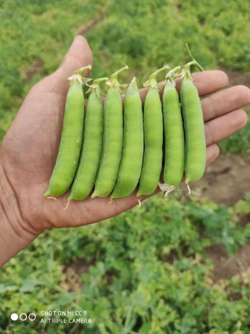 河南万亩豌豆基地种植价格优惠颜色好看颗粒饱满