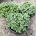 碰碰香花盆栽一抹香喷喷室内驱蚊多肉老桩植物香味净化空气