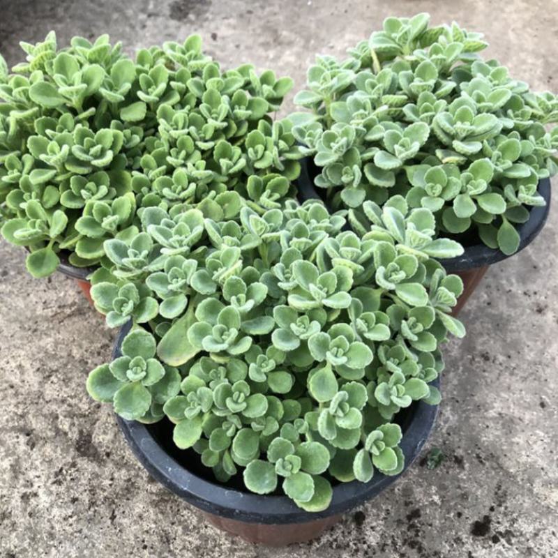碰碰香花盆栽一抹香喷喷室内驱蚊多肉老桩植物香味净化空气