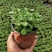 碰碰香花盆栽一抹香喷喷室内驱蚊多肉老桩植物香味净化空气