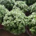 碰碰香花盆栽一抹香喷喷室内驱蚊多肉老桩植物香味净化空气