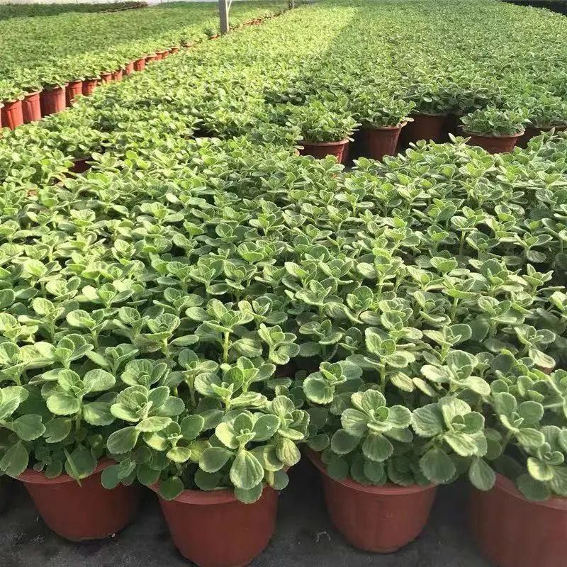 碰碰香花盆栽一抹香喷喷室内驱蚊多肉老桩植物香味净化空气