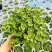 碰碰香花盆栽一抹香喷喷室内驱蚊多肉老桩植物香味净化空气