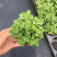 碰碰香花盆栽一抹香喷喷室内驱蚊多肉老桩植物香味净化空气