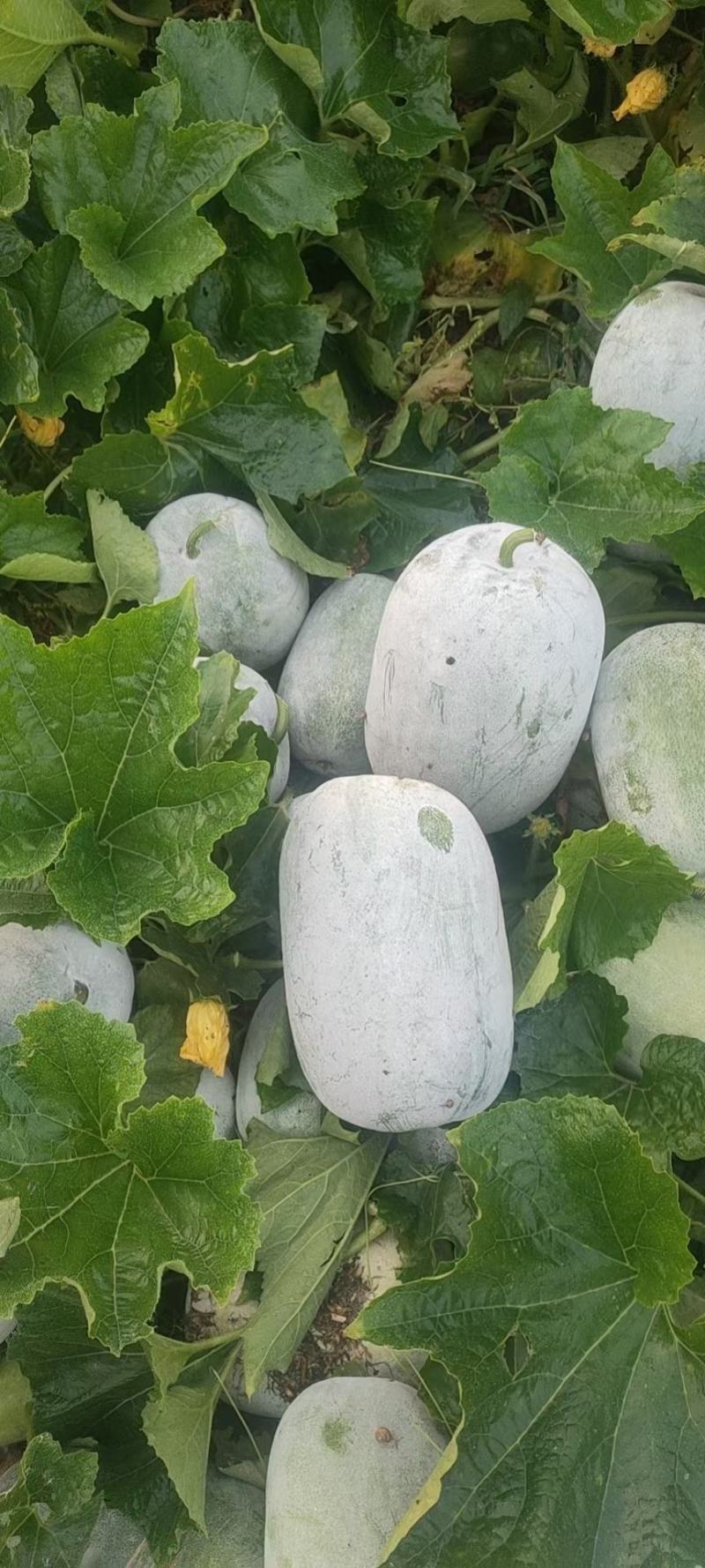 河南万亩精品水果冬瓜基地种植价格合理保证质量均匀