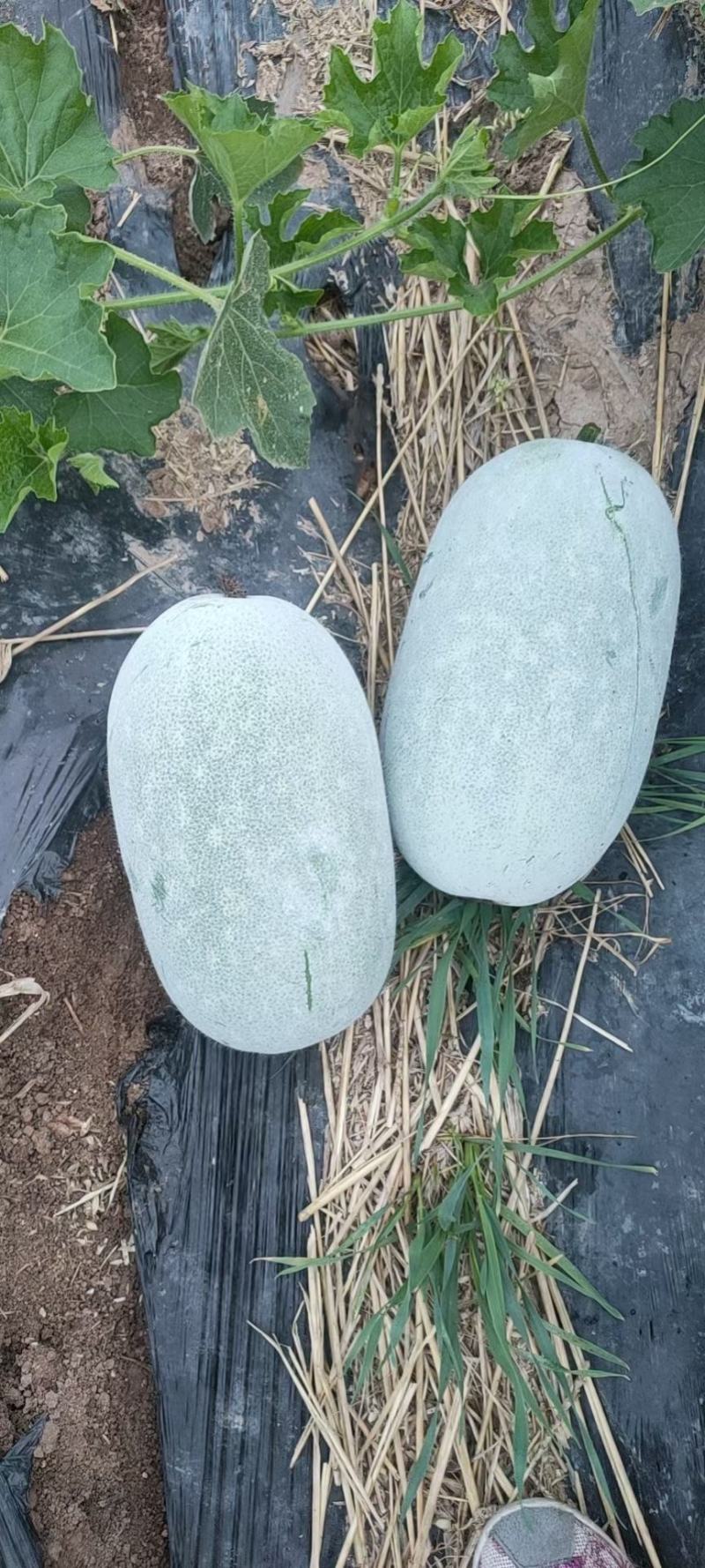 河南万亩精品水果冬瓜基地种植价格合理保证质量均匀