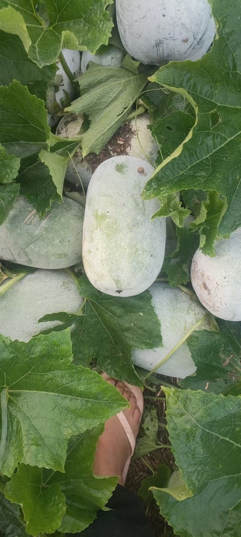 河南万亩精品水果冬瓜基地种植价格合理保证质量均匀