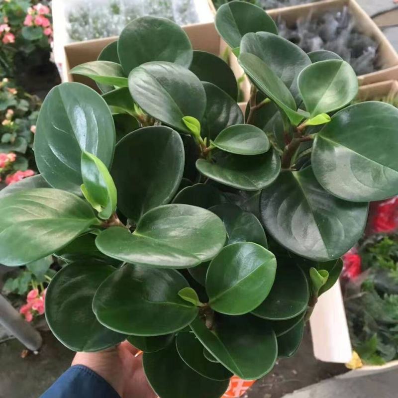 碧玉豆瓣绿四季常青吸烟鬼花青叶室内盆栽水培观叶绿植吸甲醛