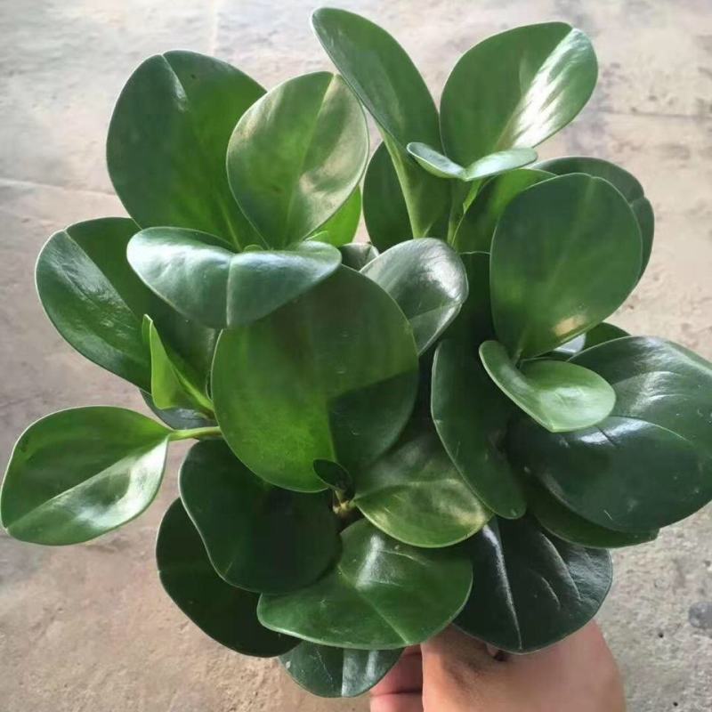碧玉豆瓣绿四季常青吸烟鬼花青叶室内盆栽水培观叶绿植吸甲醛
