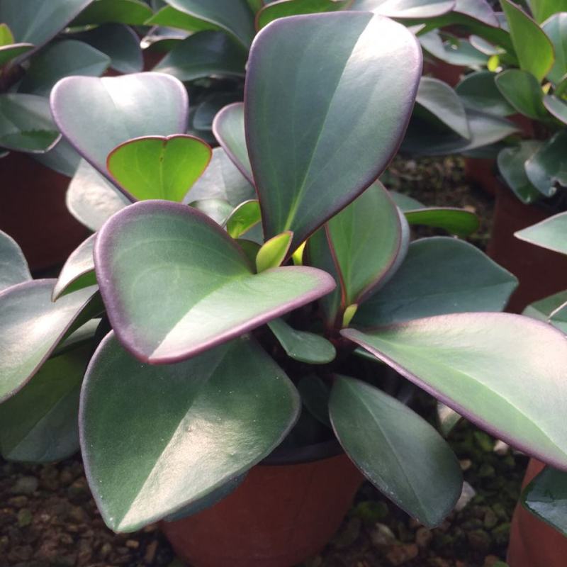 碧玉豆瓣绿四季常青吸烟鬼花青叶室内盆栽水培观叶绿植吸甲醛