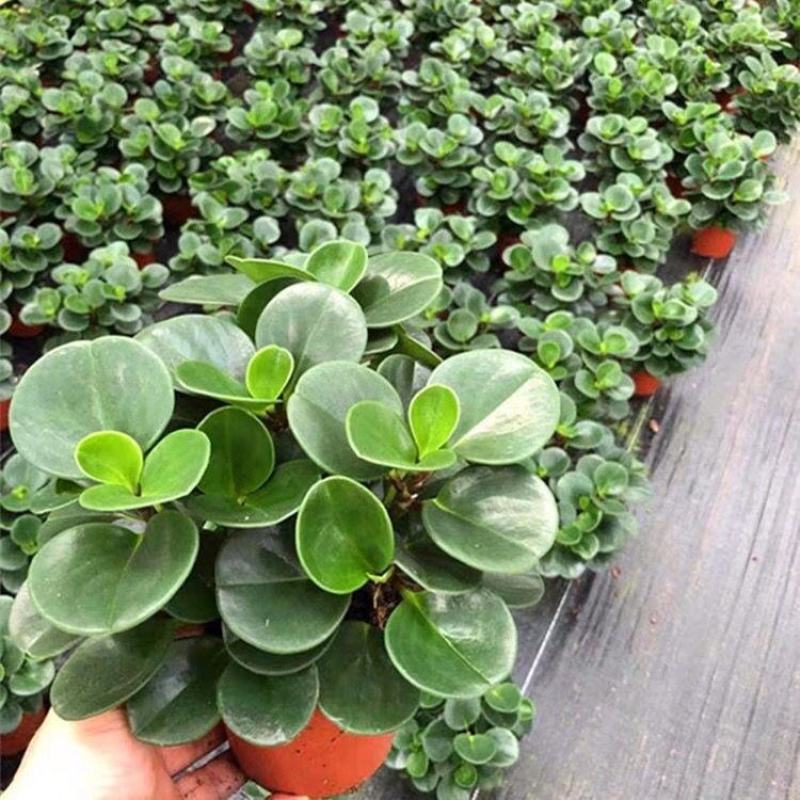 碧玉豆瓣绿四季常青吸烟鬼花青叶室内盆栽水培观叶绿植吸甲醛