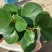 碧玉豆瓣绿四季常青吸烟鬼花青叶室内盆栽水培观叶绿植吸甲醛