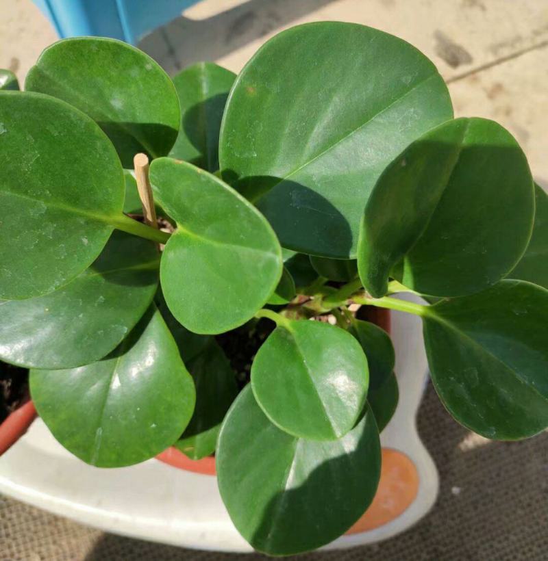 碧玉豆瓣绿四季常青吸烟鬼花青叶室内盆栽水培观叶绿植吸甲醛