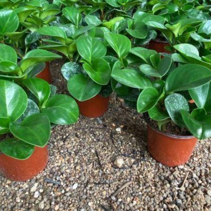碧玉豆瓣绿四季常青吸烟鬼花青叶室内盆栽水培观叶绿植吸甲醛
