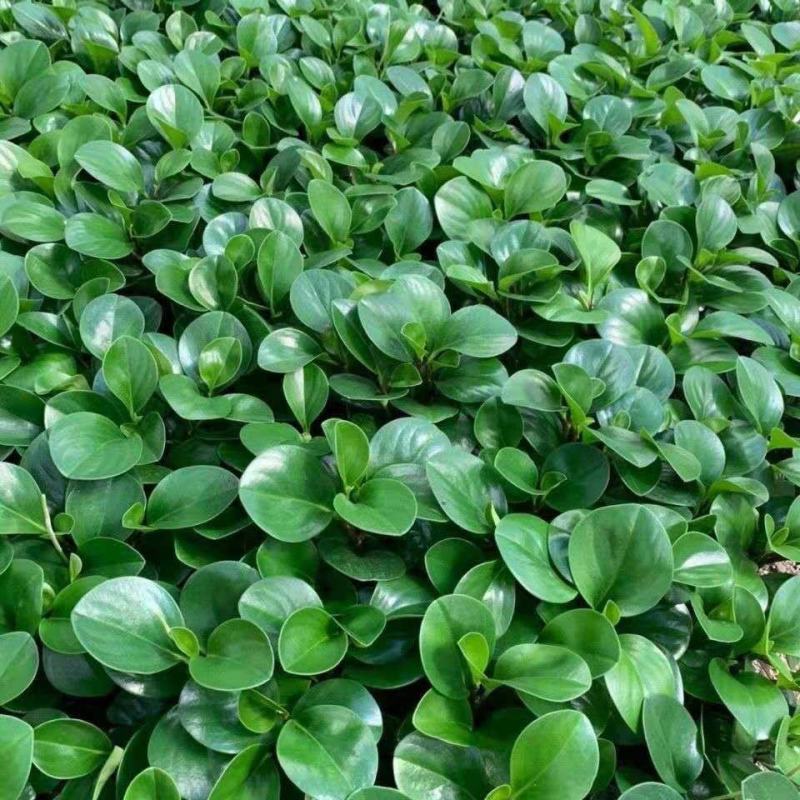 碧玉豆瓣绿四季常青吸烟鬼花青叶室内盆栽水培观叶绿植吸甲醛