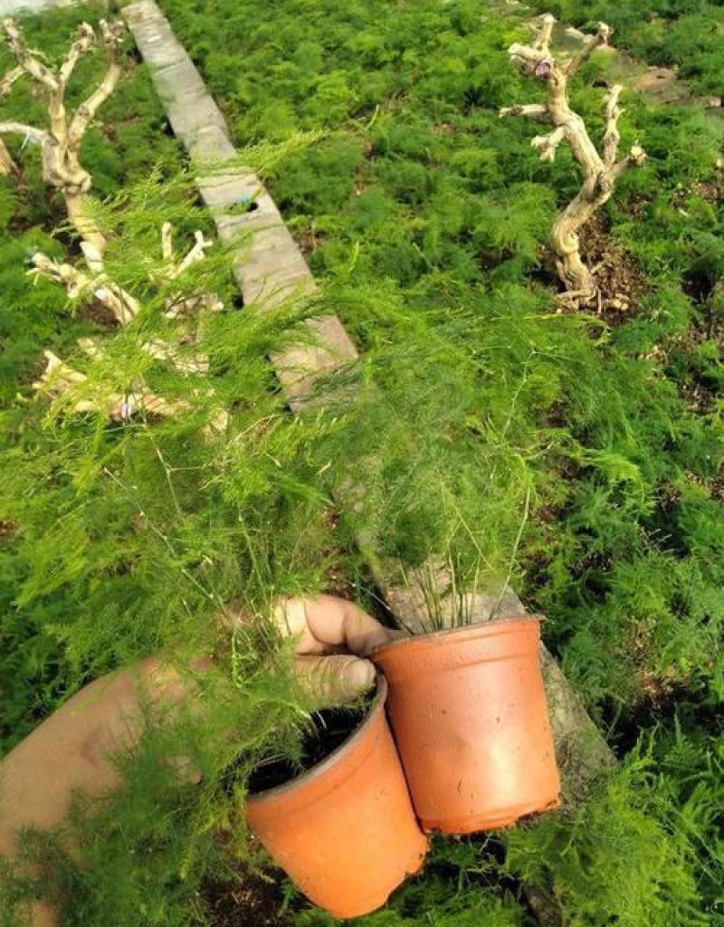文竹办公室桌面小植物迷你盆栽四季常青植物防电脑辐射