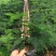 文竹办公室桌面小植物迷你盆栽四季常青植物防电脑辐射