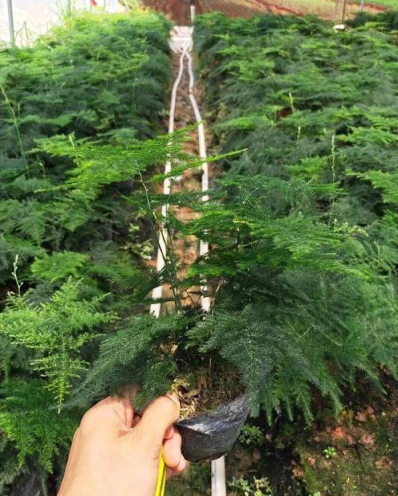 文竹办公室桌面小植物迷你盆栽四季常青植物防电脑辐射