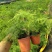文竹办公室桌面小植物迷你盆栽四季常青植物防电脑辐射