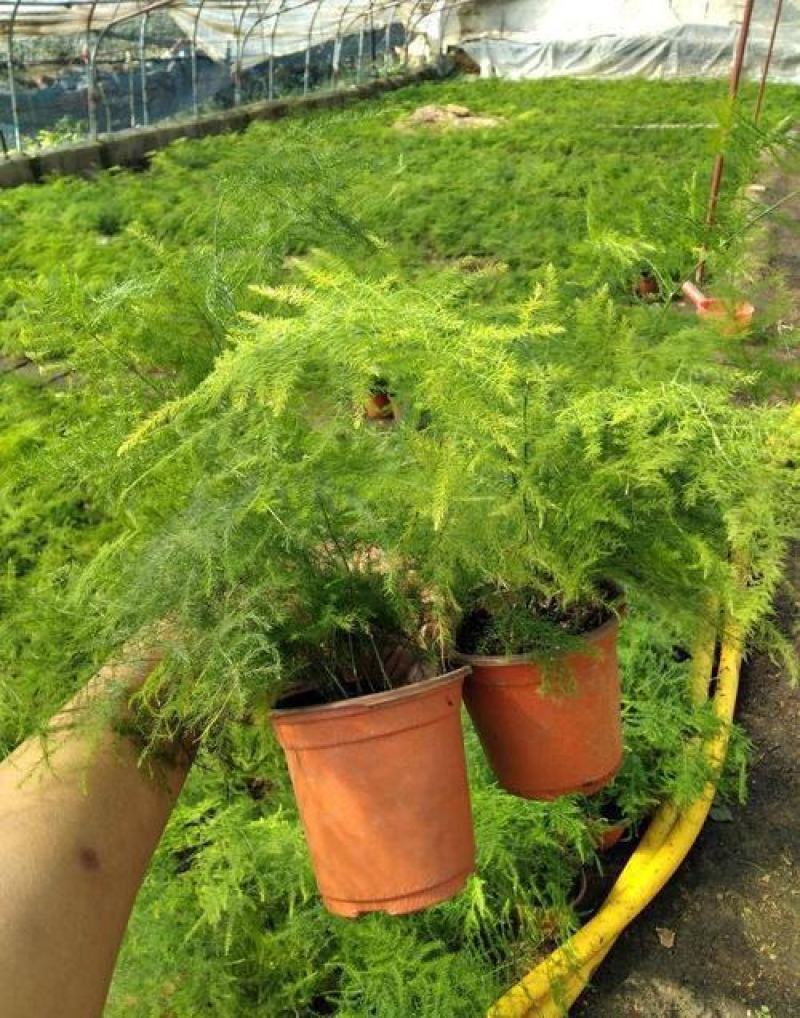 文竹办公室桌面小植物迷你盆栽四季常青植物防电脑辐射