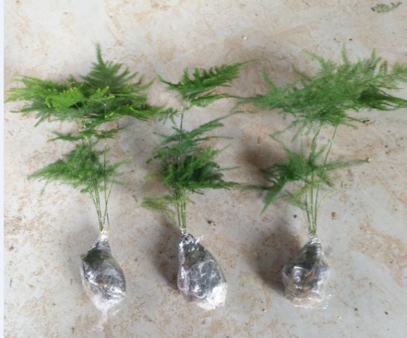 文竹办公室桌面小植物迷你盆栽四季常青植物防电脑辐射