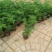 文竹办公室桌面小植物迷你盆栽四季常青植物防电脑辐射