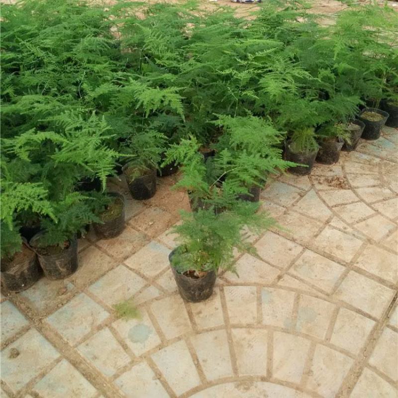 文竹办公室桌面小植物迷你盆栽四季常青植物防电脑辐射