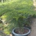 文竹办公室桌面小植物迷你盆栽四季常青植物防电脑辐射