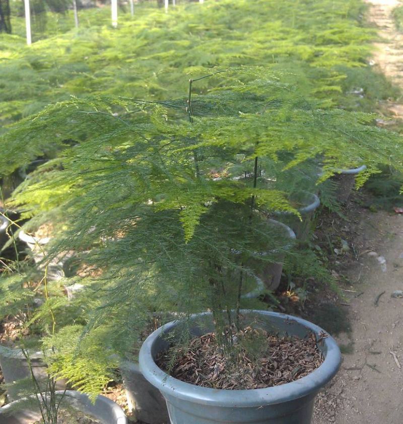 文竹办公室桌面小植物迷你盆栽四季常青植物防电脑辐射