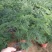 文竹办公室桌面小植物迷你盆栽四季常青植物防电脑辐射