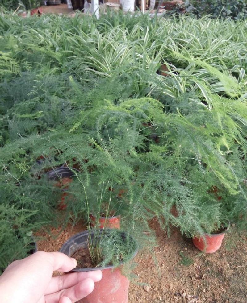 文竹办公室桌面小植物迷你盆栽四季常青植物防电脑辐射