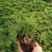文竹办公室桌面小植物迷你盆栽四季常青植物防电脑辐射