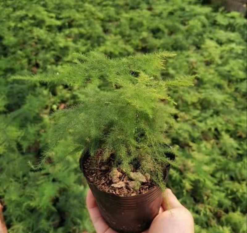 文竹办公室桌面小植物迷你盆栽四季常青植物防电脑辐射