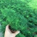文竹办公室桌面小植物迷你盆栽四季常青植物防电脑辐射