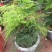 文竹办公室桌面小植物迷你盆栽四季常青植物防电脑辐射
