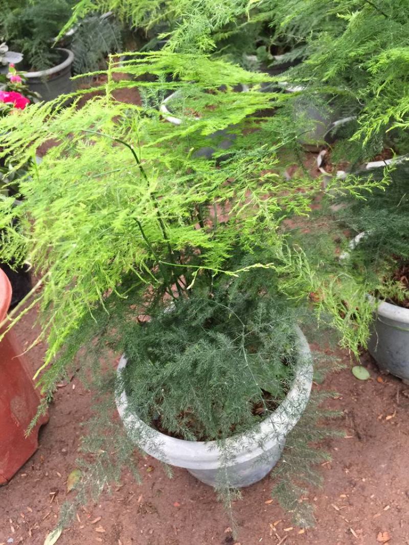 文竹办公室桌面小植物迷你盆栽四季常青植物防电脑辐射