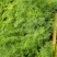 文竹办公室桌面小植物迷你盆栽四季常青植物防电脑辐射