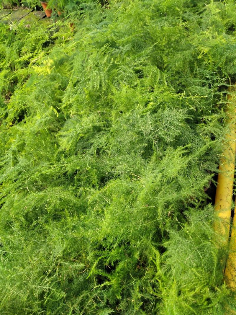 文竹办公室桌面小植物迷你盆栽四季常青植物防电脑辐射