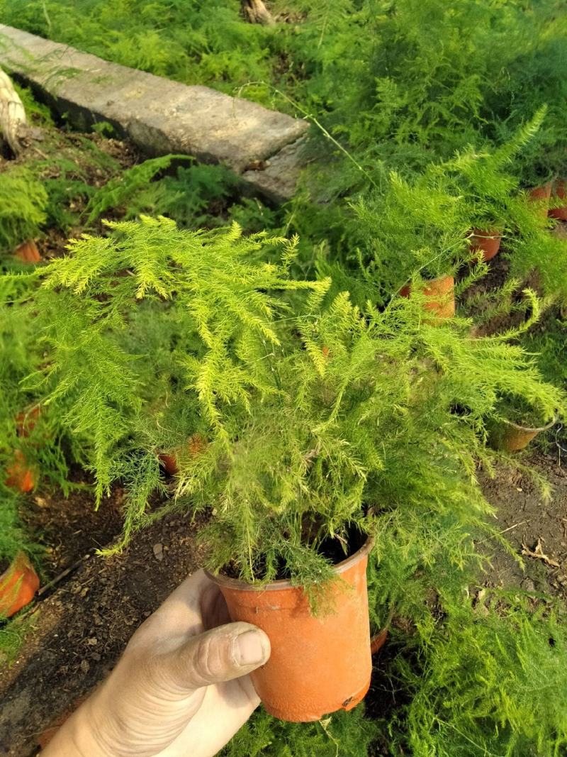 文竹办公室桌面小植物迷你盆栽四季常青植物防电脑辐射