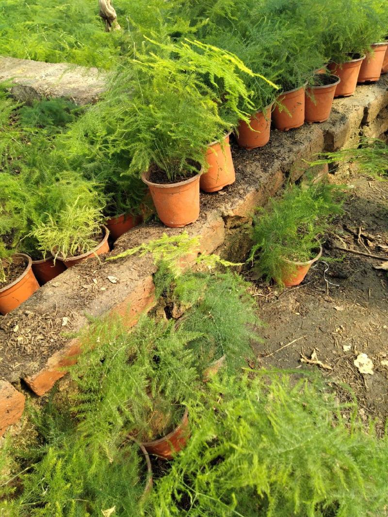 文竹办公室桌面小植物迷你盆栽四季常青植物防电脑辐射