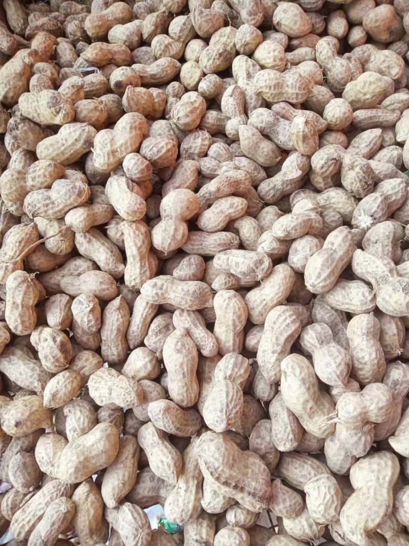 【精品2粒鲜花生】鲁花小白鲨大白鲨罗汉果四粒红