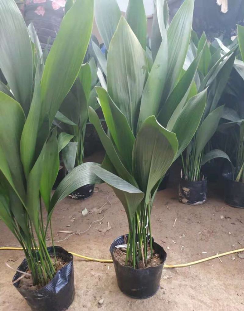 一叶兰盆栽耐冻四季常青客厅庭院观叶植物耐阴耐旱好养绿植