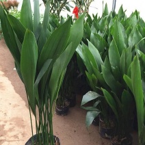 一叶兰盆栽耐冻四季常青客厅庭院观叶植物耐阴耐旱好养绿植