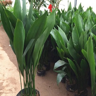 一叶兰盆栽耐冻四季常青客厅庭院观叶植物耐阴耐旱好养绿植