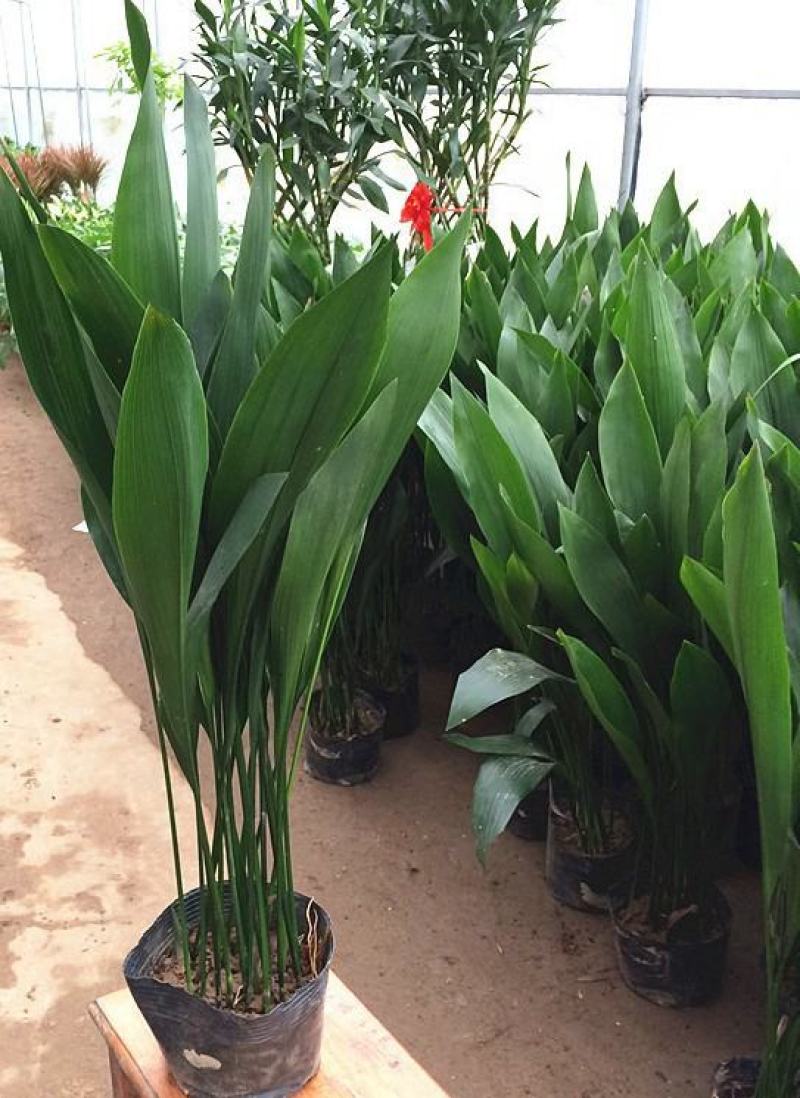 一叶兰盆栽耐冻四季常青客厅庭院观叶植物耐阴耐旱好养绿植