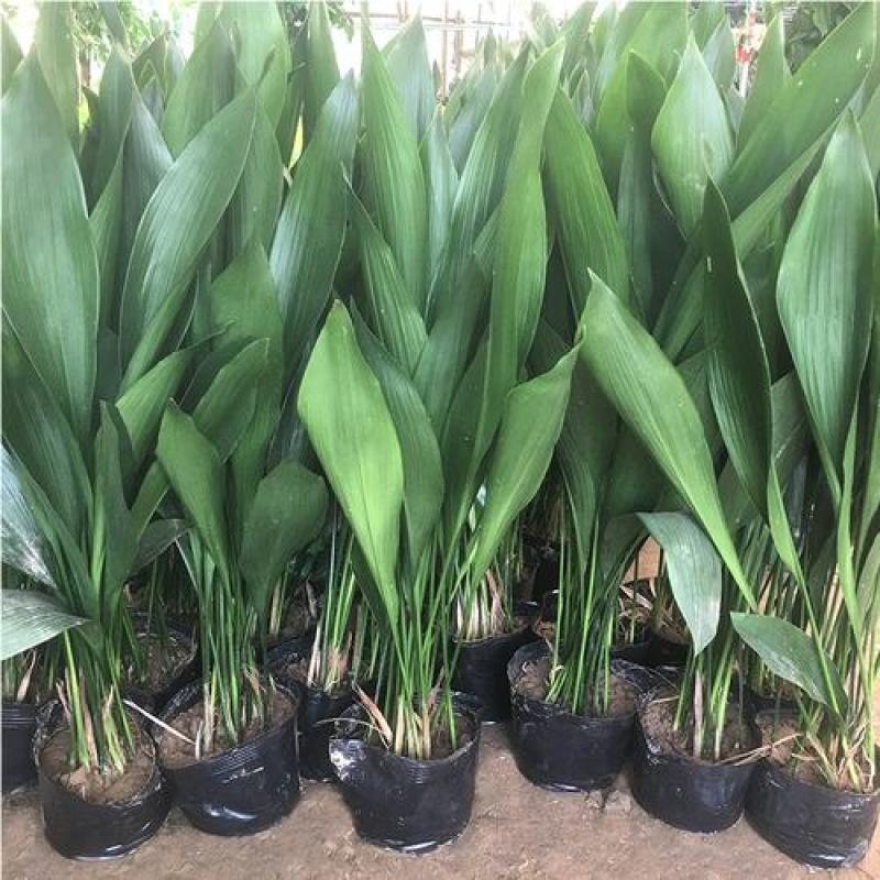 一叶兰盆栽耐冻四季常青客厅庭院观叶植物耐阴耐旱好养绿植