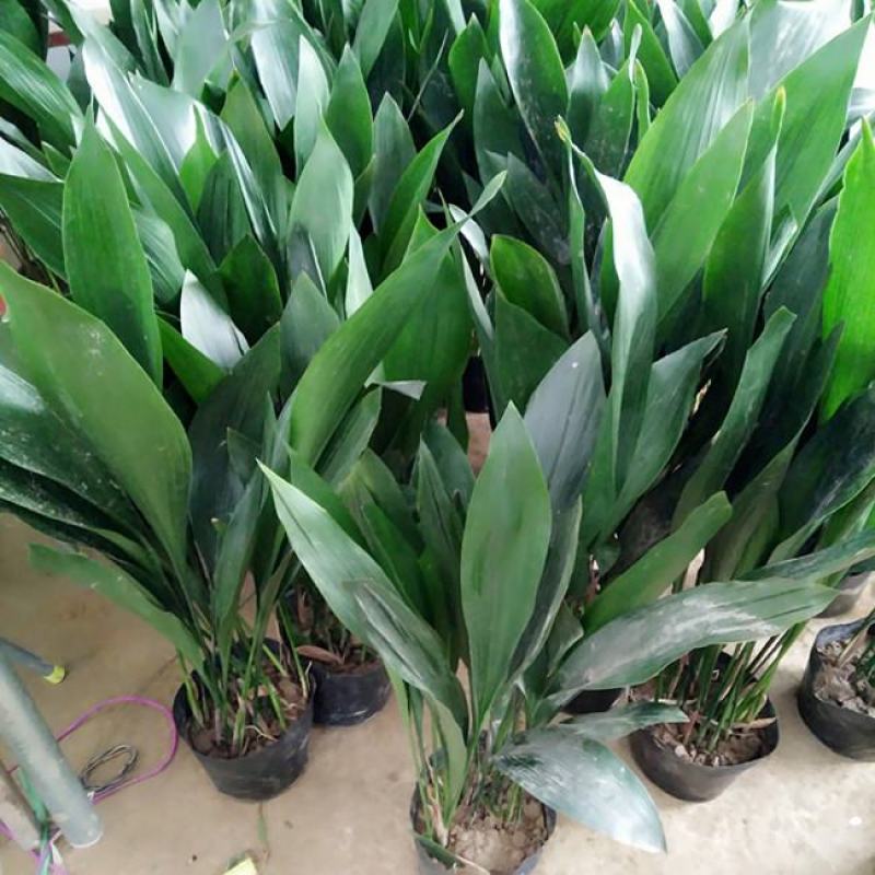 一叶兰盆栽耐冻四季常青客厅庭院观叶植物耐阴耐旱好养绿植