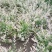 彩叶杞柳盆栽彩叶柳妃庭院花镜造景多年生灌木植物色彩艳丽