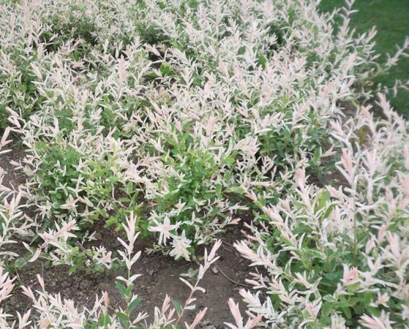 彩叶杞柳盆栽彩叶柳妃庭院花镜造景多年生灌木植物色彩艳丽