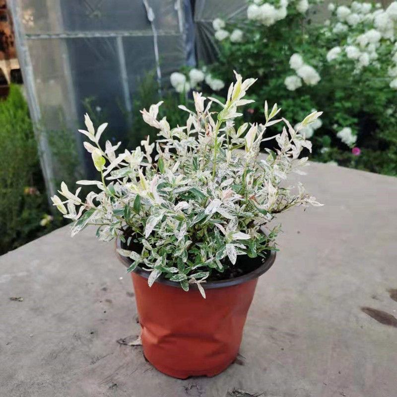 彩叶杞柳盆栽彩叶柳妃庭院花镜造景多年生灌木植物色彩艳丽